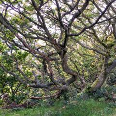 Colden Clough, Hedden Bridge, Walk
