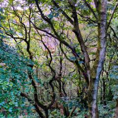 Colden Clough, Hedden Bridge, Walk