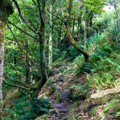 Colden Clough, Hedden Bridge, Walk