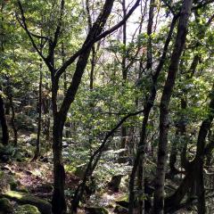Colden Clough, Hedden Bridge, Walk
