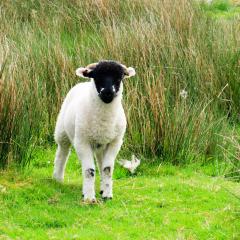 Haworth, Walk