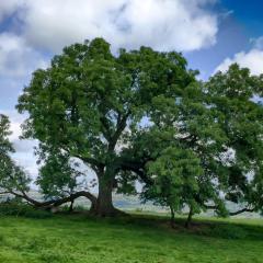 Ilkley, Ilkley Moor Walk, Walk