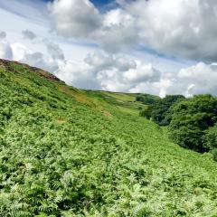 Ilkley, Ilkley Moor Walk, Walk