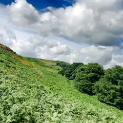 Ilkley, Ilkley Moor Walk, Walk