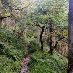 Hebden Bridge, Hedben Dale, Pecket Well, Walk