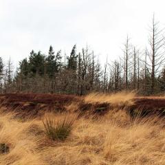 Gorple, Reservoirs, Walk, Widdop