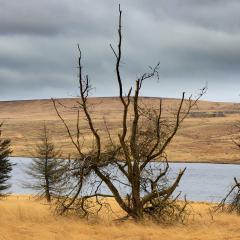 Gorple, Reservoirs, Walk, Widdop