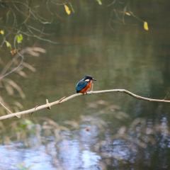 Adel Dam, Golden Acre Park, Nature Reserve, Walk