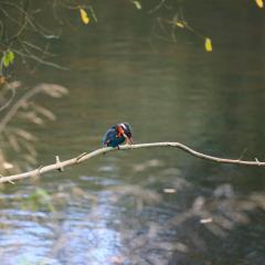 Adel Dam, Golden Acre Park, Nature Reserve, Walk
