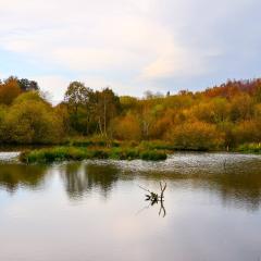 Adel Dam, Golden Acre Park, Nature Reserve, Walk