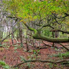 Adel Dam, Golden Acre Park, Nature Reserve, Walk