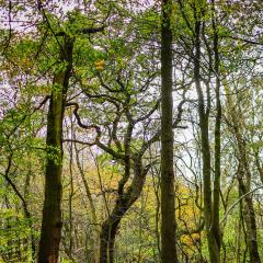 Adel Dam, Golden Acre Park, Nature Reserve, Walk