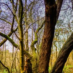 Adel Dam, Golden Acre Park, Nature Reserve, Walk