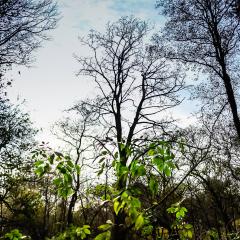 Adel Dam, Golden Acre Park, Nature Reserve, Walk