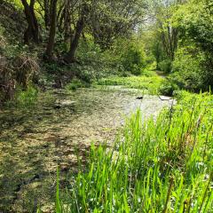 Beck, Bradford, Shipley, Walk