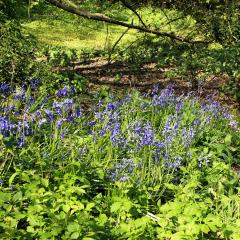 Beck, Chellow Dean, Walk