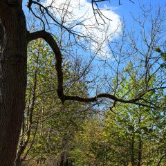Beck, Chellow Dean, Walk