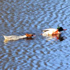 Ryburn Reservoir, Walk