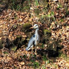 Ryburn Reservoir, Walk