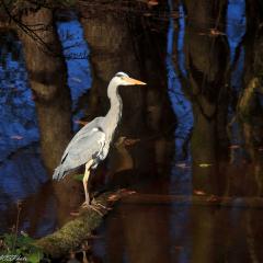 Ryburn Reservoir, Walk