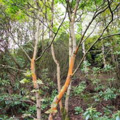 Halifax, Queensbury, Shibden Dale, Walk