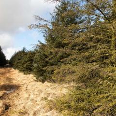 Stoodley Pike, Walk, Withens Clough