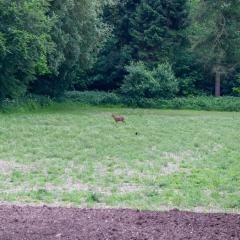 Bambi, Deer, Home