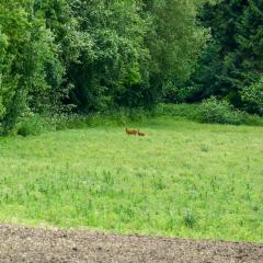Bambi, Deer, Home