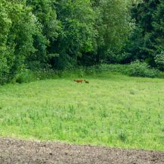 Bambi, Deer, Home