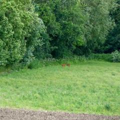 Bambi, Deer, Home
