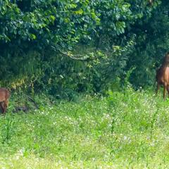 Bambi, Deer, Home