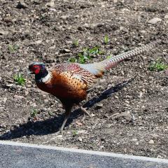 Home, Pheasant