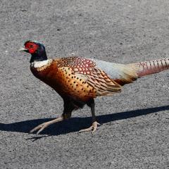 Home, Pheasant