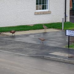 Home, Pheasant ORG_RX_00282