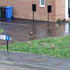 Home, Pheasant ORG_RX_00286