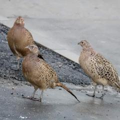 Home, Pheasant ORG_RX_00287