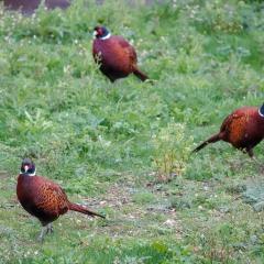 Home, Pheasant ORG_RX_00290
