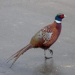 Home, Pheasant ORG_RX_00292