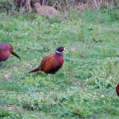 Home, Pheasant ORG_RX_00293
