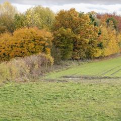 Autumn, Home, Pocklington ORG_RX_00612