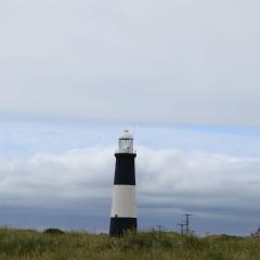 Spurn Point, Spurn Safari