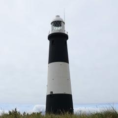 Spurn Point, Spurn Safari