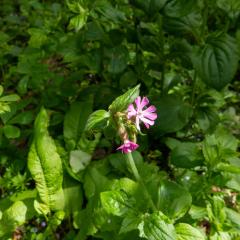 Lost Gardens of Heligan
