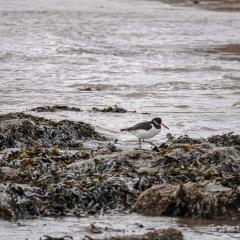 Brigg, Filey