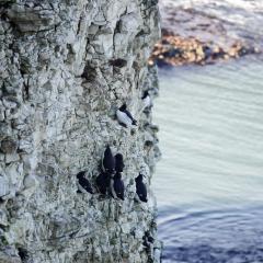 Flamborough, Walk