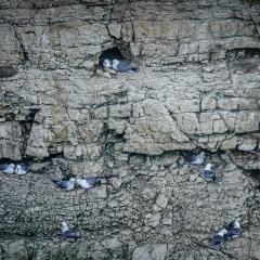 Flamborough, Walk