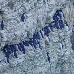 Flamborough, Walk
