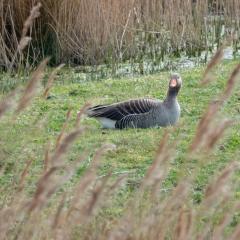 North Cave Wetlands, Yorkshire Wildlife Trust