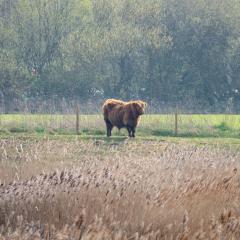 North Cave Wetlands, Yorkshire Wildlife Trust