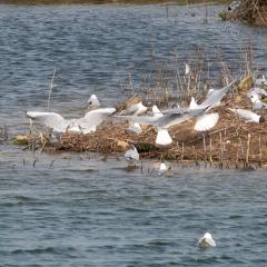 North Cave Wetlands, Yorkshire Wildlife Trust